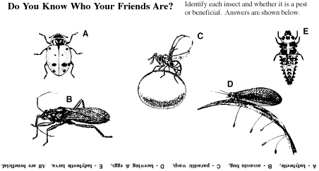 insects